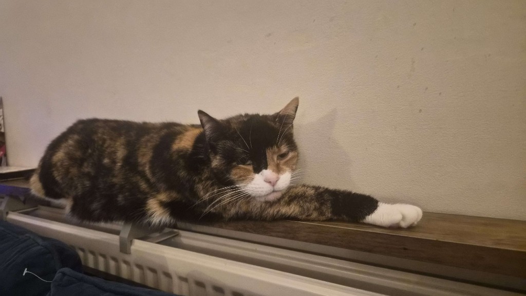 Jen, calico cat lounging on a shelf