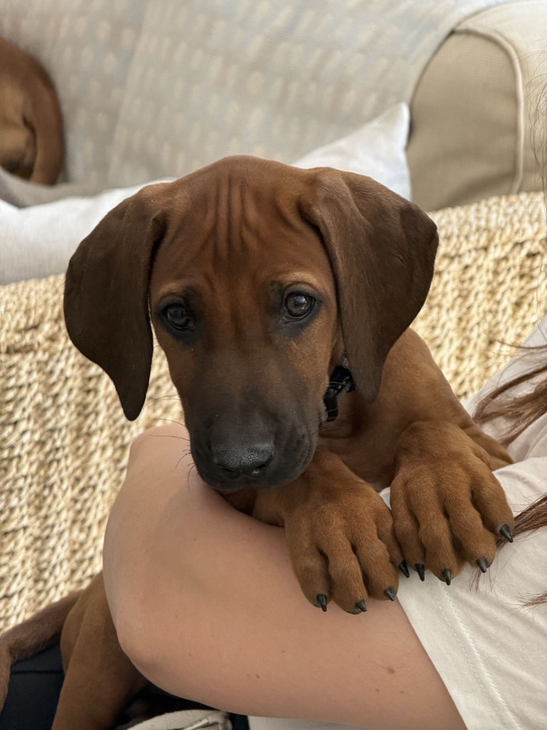 Zeus, Rhodesian Ridgeback puppy